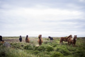 public-domain-caballo-banco de imagenes